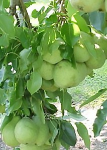 Southern Bartlett Pear
